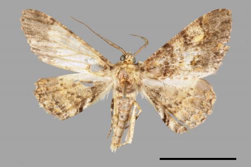 Alcis taiwanovariegata[暗黃斑霜尺蛾][00019978]