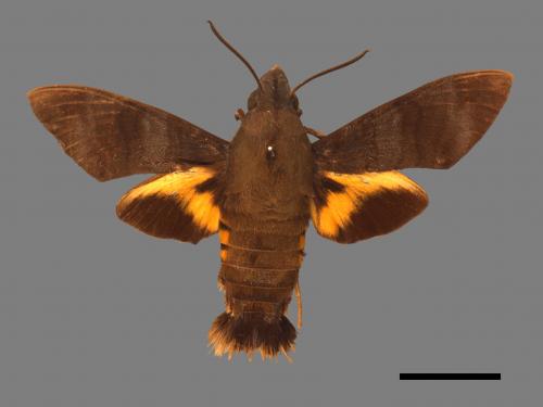 Macroglossum corythus luteata[黃紋長喙天蛾][00016505]