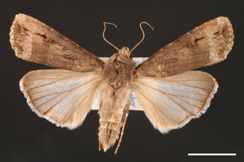 Agrotis ipsilon[小地老虎][00000675]