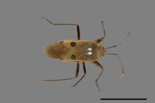 Physopelta quadriguttata[00075284]