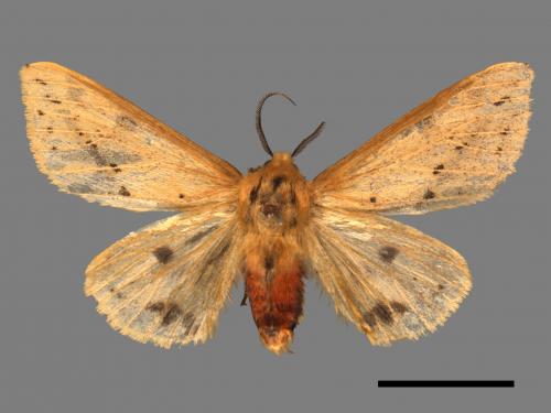 Spilarctia fumida[煙污燈蛾][00039280]