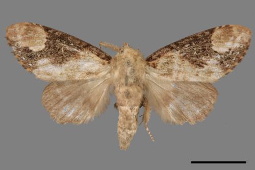 Formofentonia orbifer rotundata[圓紛舟蛾][00014507]