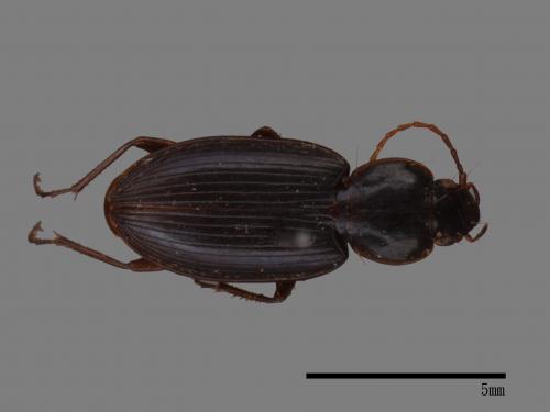 <已分類>Family：Carabidae[步行蟲科][00092635]