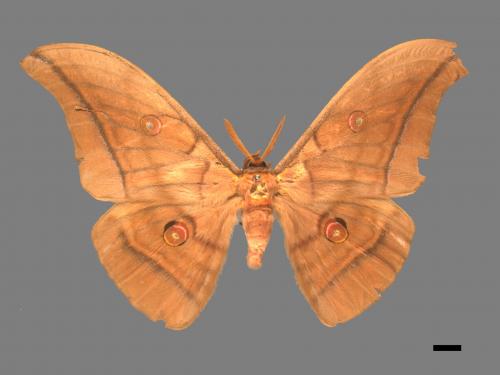 Antheraea yamamai superba[大透目天蠶蛾][00016211]