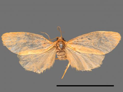 Asura acteola[台條紋豔苔蛾][00022566]