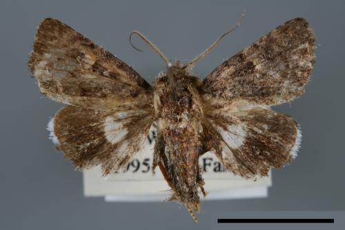 <已分類>Genus：Aedia[00007094]