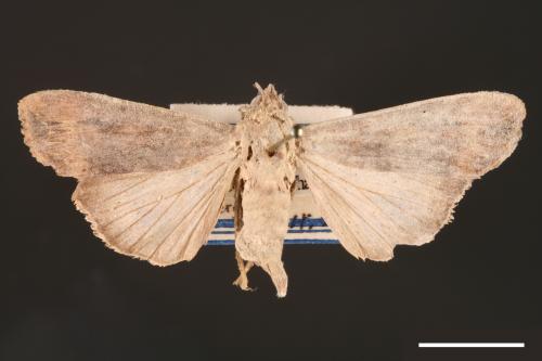 Agrotis ipsilon[小地老虎][00000676]