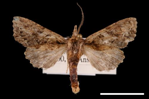 Nyctyciomorpha plagiogramma[00028316]