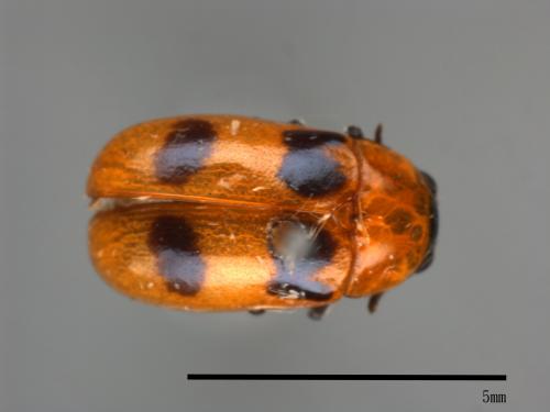 <已分類>Family：Chrysomelidae[金花蟲科][00080468]