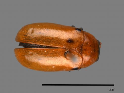 <已分類>Family：Chrysomelidae[金花蟲科][00081230]