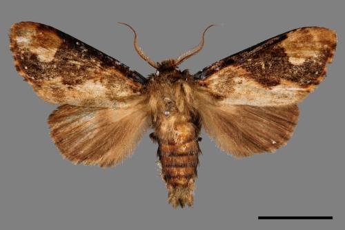 Formofentonia orbifer rotundata[圓紛舟蛾][00014508]