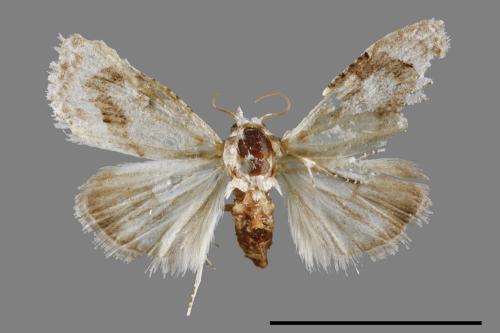 <已分類>Family：Noctuidae[夜蛾科][00008864]
