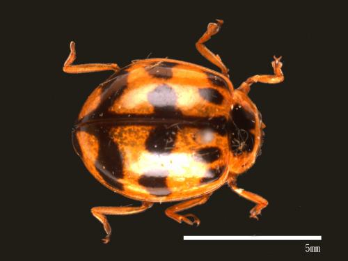 Harmonia octomaculata[八斑和瓢蟲][00085085]