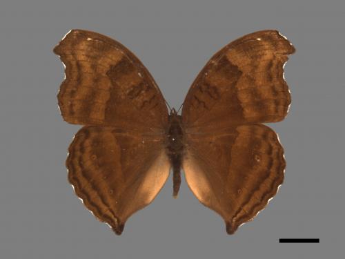 Junonia iphita[黑擬蛺蝶][00013356]