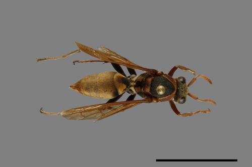 Polistes takasagonus[雙斑長腳蜂][00072648]