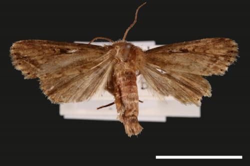 Sesamia submarginalis[直緣紋夜蛾][00056967]