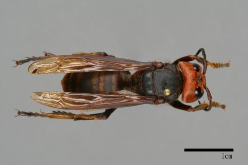 Vespa mandarinia[中華大虎頭蜂][00099408]