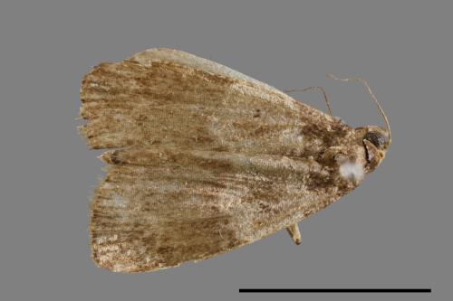 <已分類>Family：Noctuidae[夜蛾科][00010565]