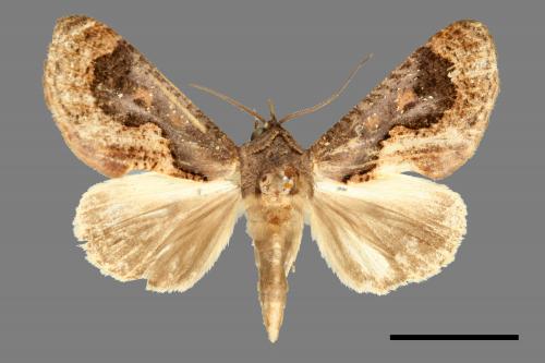 <已分類>Family：Noctuidae[夜蛾科][00007274]