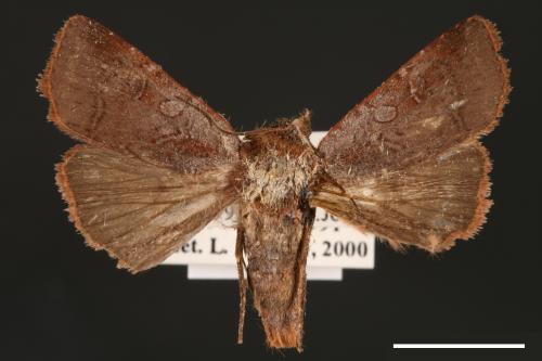 Diarsia subtincta[灰褐歹夜蛾][00000783]