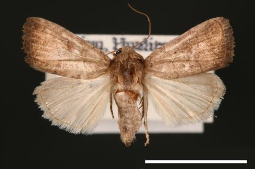 Athetis cognata[00003213]