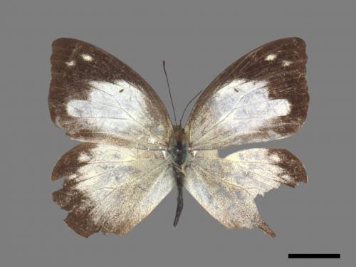 Appias indra aristoxemus[雲紋粉蝶][00024813]