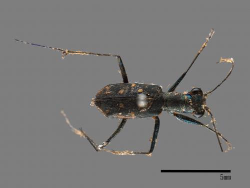 Cylindera kaleea[00054329]