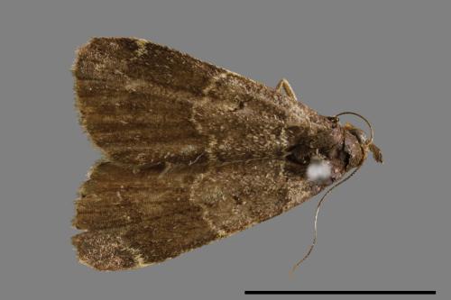 <已分類>Family：Noctuidae[夜蛾科][00010566]