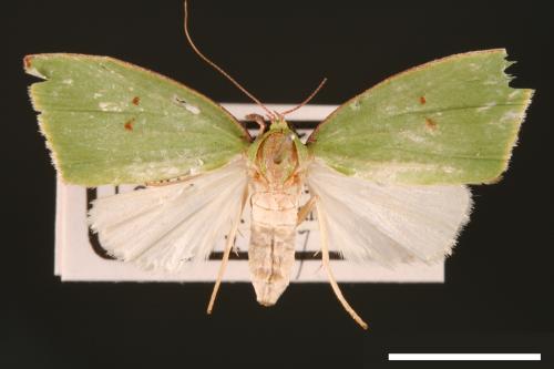 Tyana falcata[綠角翅夜蛾][00004507]