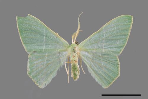 Pelagodes subquadrarius[樟青尺蛾][00059143]