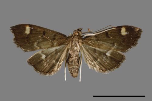 <已分類>Genus：Pleuroptya[00064814]