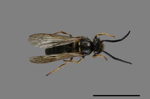 Vespula flaviceps[細黃胡蜂][00073008]