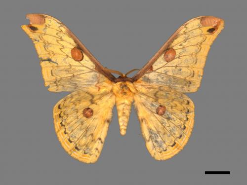 Loepa mirandula[大黃豹天蠶蛾][00016024]