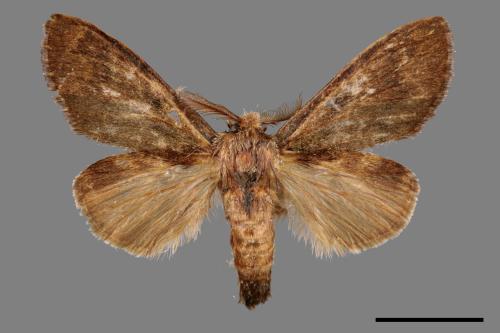 Syntypistis cyanea[青胯白舟蛾][00059884]