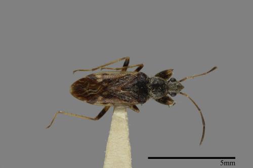 Horridipamera nietneri[紫黑刺脛長蝽][00050271]