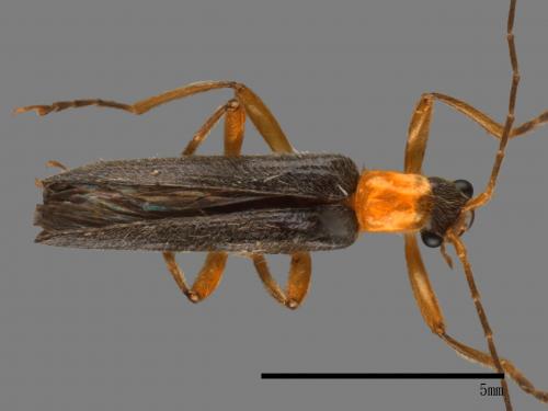 <已分類>Family：Cantharidae[菊虎科][00084423]