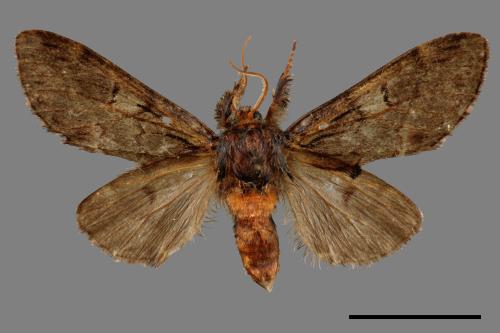 Notodonta griseotincta[黑脈紋舟蛾][00059875]