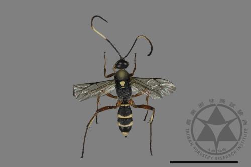 <已分類>Family：Ichneumonidae[姬蜂科][00143492]