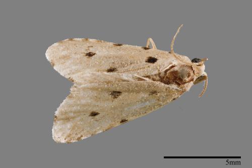 Metaemene atrigutta maculata[麗夜蛾][00009154]