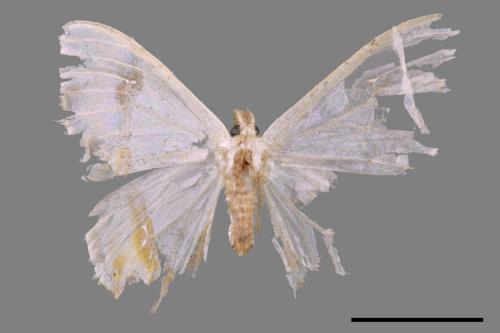 Macrocilix mysticata flavotincta[啞鈴帶鉤蛾][00044592]