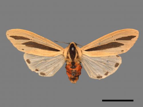 Creatonotos gangis[黑條灰燈蛾][00014914]