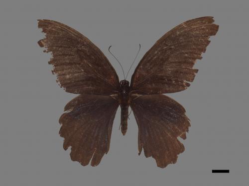 Papilio memnon heronus[大鳳蝶][00090745]