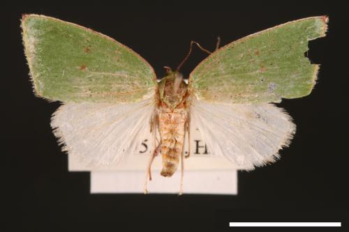 Tyana falcata[綠角翅夜蛾][00004512]