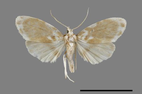 Parasiccia limbata[00071382]