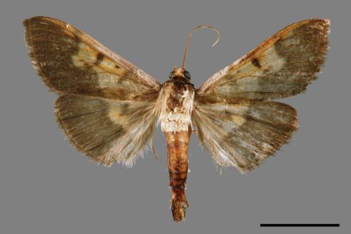 <已分類>Family：Crambidae[草螟科][00054551]