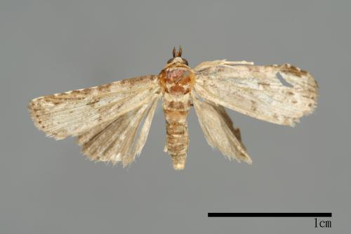 Bryophilina mollicula[00009496]