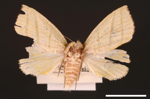 Hylophilodes esakii[00004463]