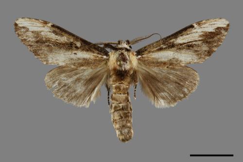 Hexafrenum maculifer maculifer[斑白頸異齒舟蛾][00091786]