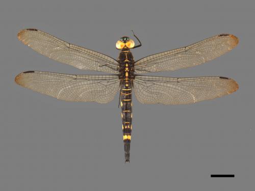 Onychothemis testacea tonkinensis[琥珀蜻蜓][00103739]