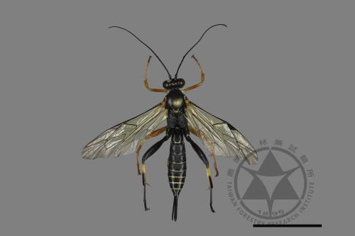 <已分類>Family：Ichneumonidae[姬蜂科][00104786]